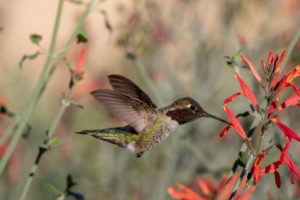 Close up of hummingbird eating from a chuparosa plant