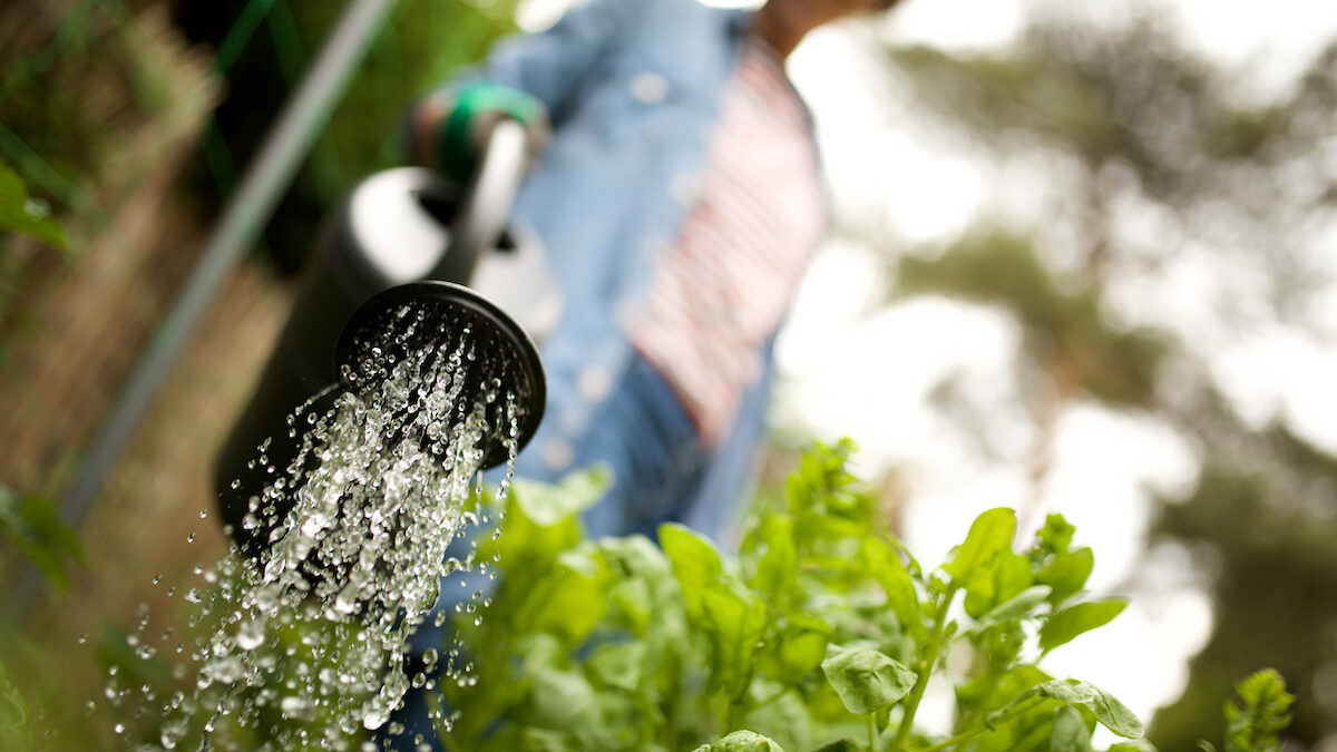 Low angle gardener watering plants