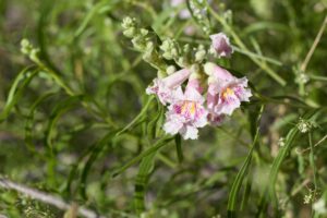 Chilopsis linearis