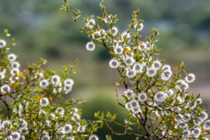 Larrea tridentata