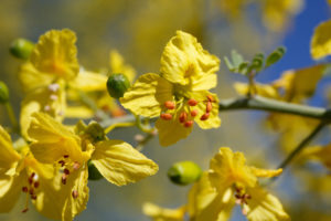 Yellow axillary indeterminate raceme inflorescences of Blue Palo