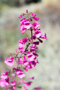 Parry's Penstemon