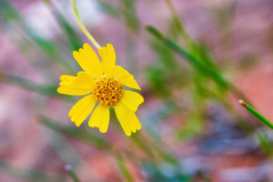 Stemless woollybase (Hymenoxys acaulis), Arches National Park, U