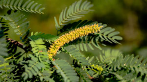 Prosopis velutina (veli maram or Outer tree), commonly known as