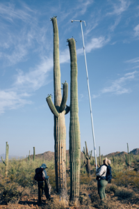 Saguaro-Selfie-Stick