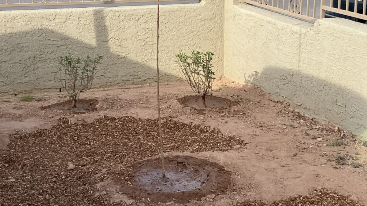 SERI, tree care workshop, nonprofit, quincie Douglas